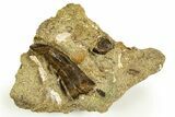 Serrated Tyrannosaur Tooth in Situ - Judith River Formation #313356-1